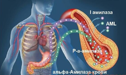 Амілаза :: Міський лікувально-діагностичний центр м.Вінниця (МЛДЦ Вінниця)